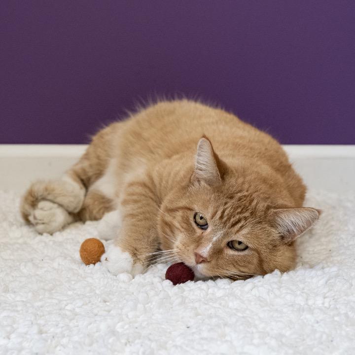 Crier, Adoptable, Adult Male Domestic Short Hair.