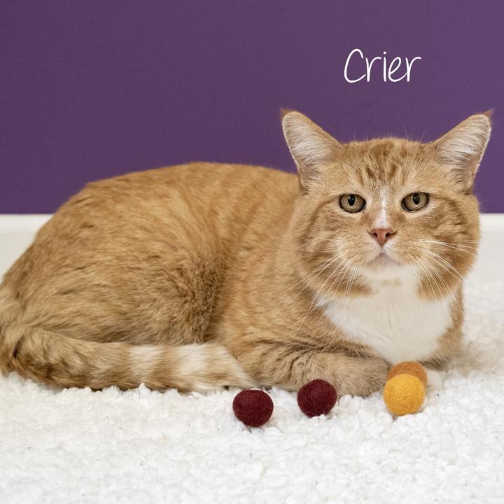 Enlarge Crier, a Adoptable Domestic Short Hair in Pekin, IL image 4/4