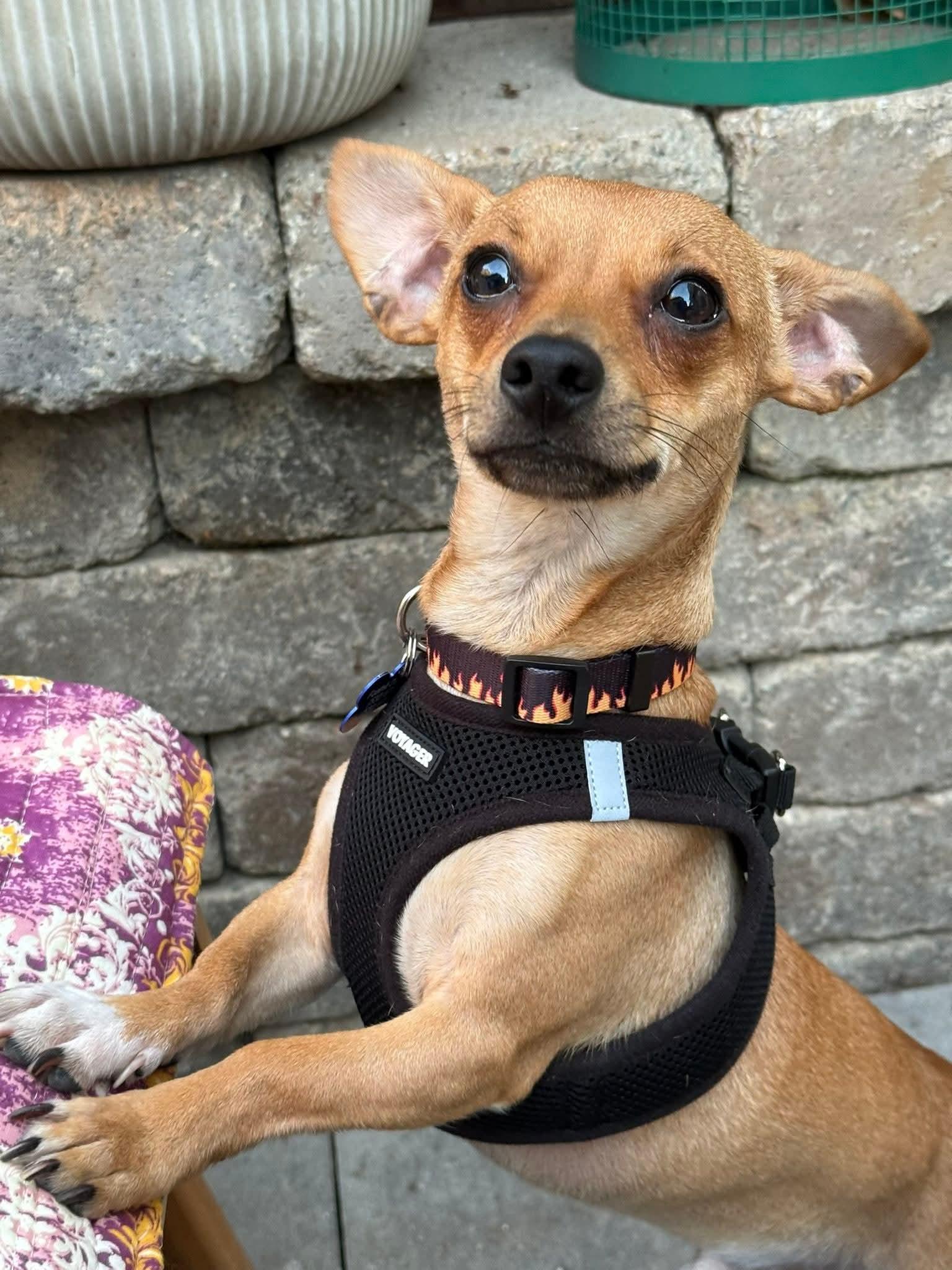 25Walnut, adoptable, Adult Male Chihuahua & Dachshund.