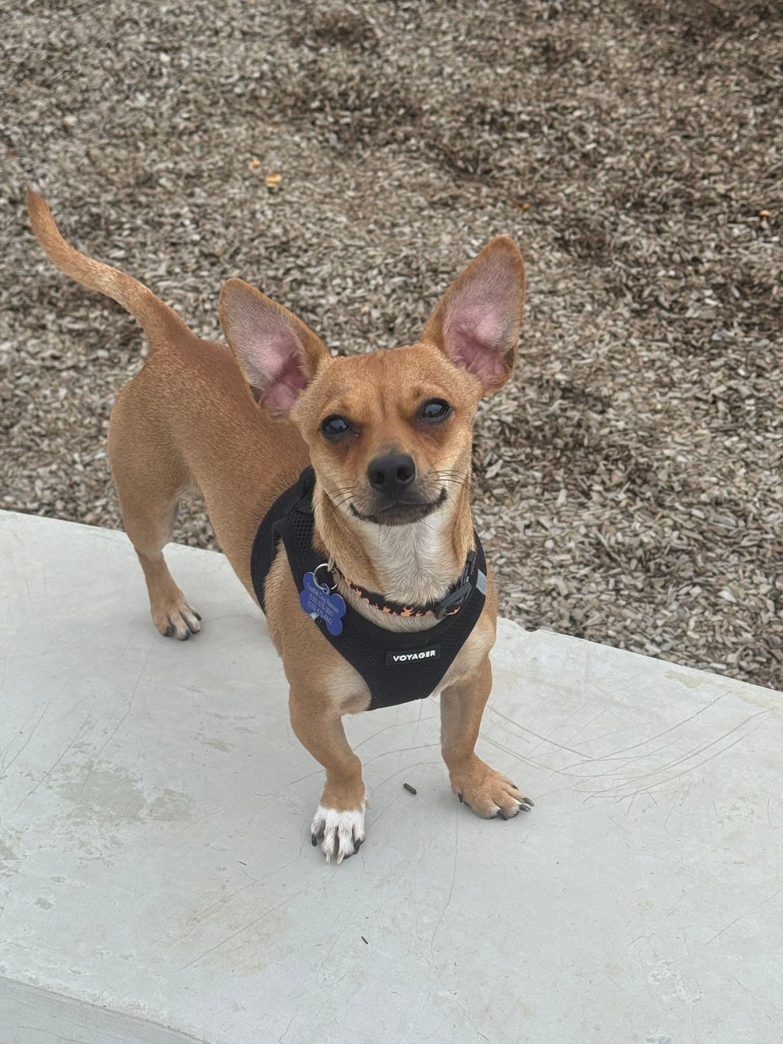 25Walnut, adoptable, Adult Male Chihuahua & Dachshund.