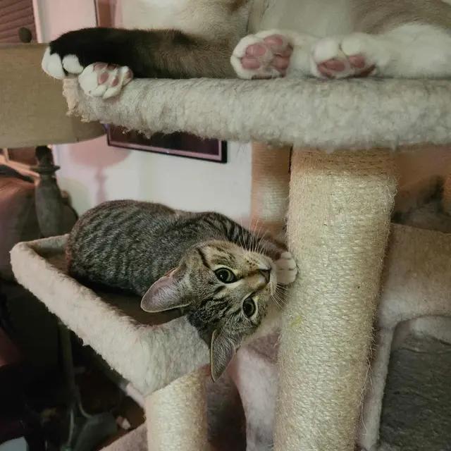 Hazel, Adoptable, Kitten Female Calico & Tabby.