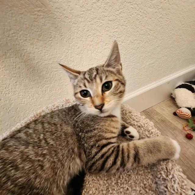 Hazel, a Adoptable mixed breed in Rio Linda, CA image 2/2