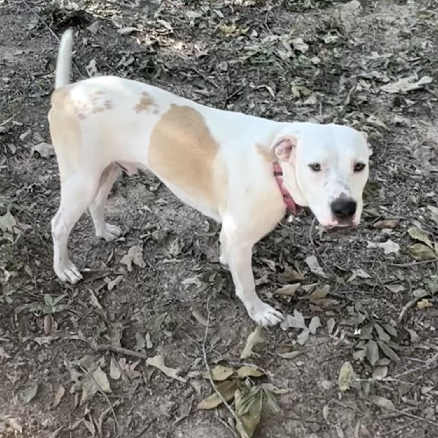 Enlarge Drifter, a Adoptable mixed breed in Columbus, OH image 3/3