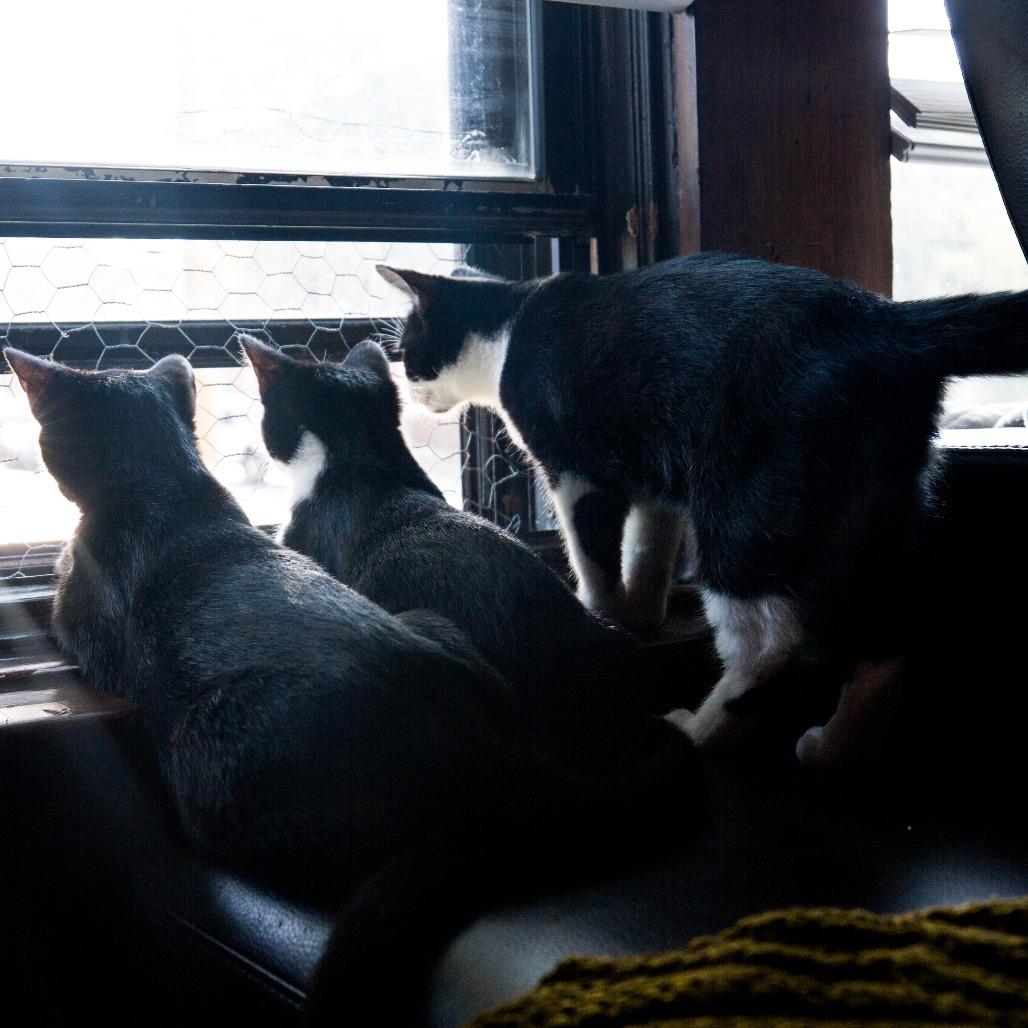 Lavender, Adoptable, Young Female Domestic Short Hair.