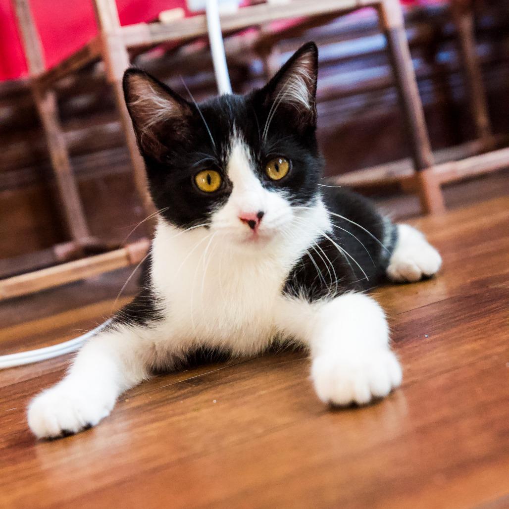 Enlarge Lavender, a Adoptable Domestic Short Hair in St. Louis, MO image 2/5