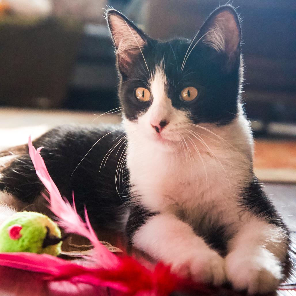 Enlarge Lavender, a Adoptable Domestic Short Hair in St. Louis, MO image 3/5