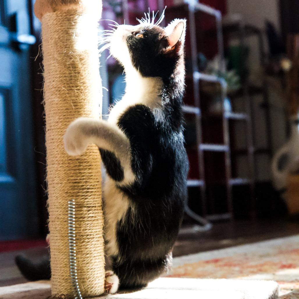 Enlarge Lavender, a Adoptable Domestic Short Hair in St. Louis, MO image 4/5