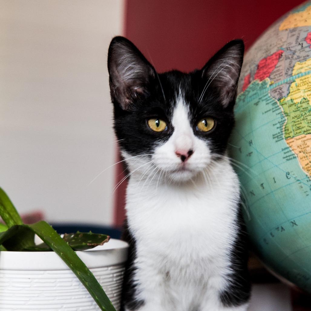 Enlarge Lavender, a Adoptable Domestic Short Hair in St. Louis, MO image 5/5