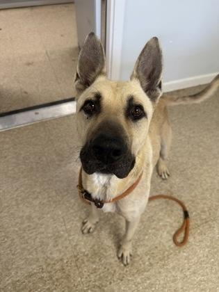 Captain, a Adoptable mixed breed in St. Anne, IL image 1/3