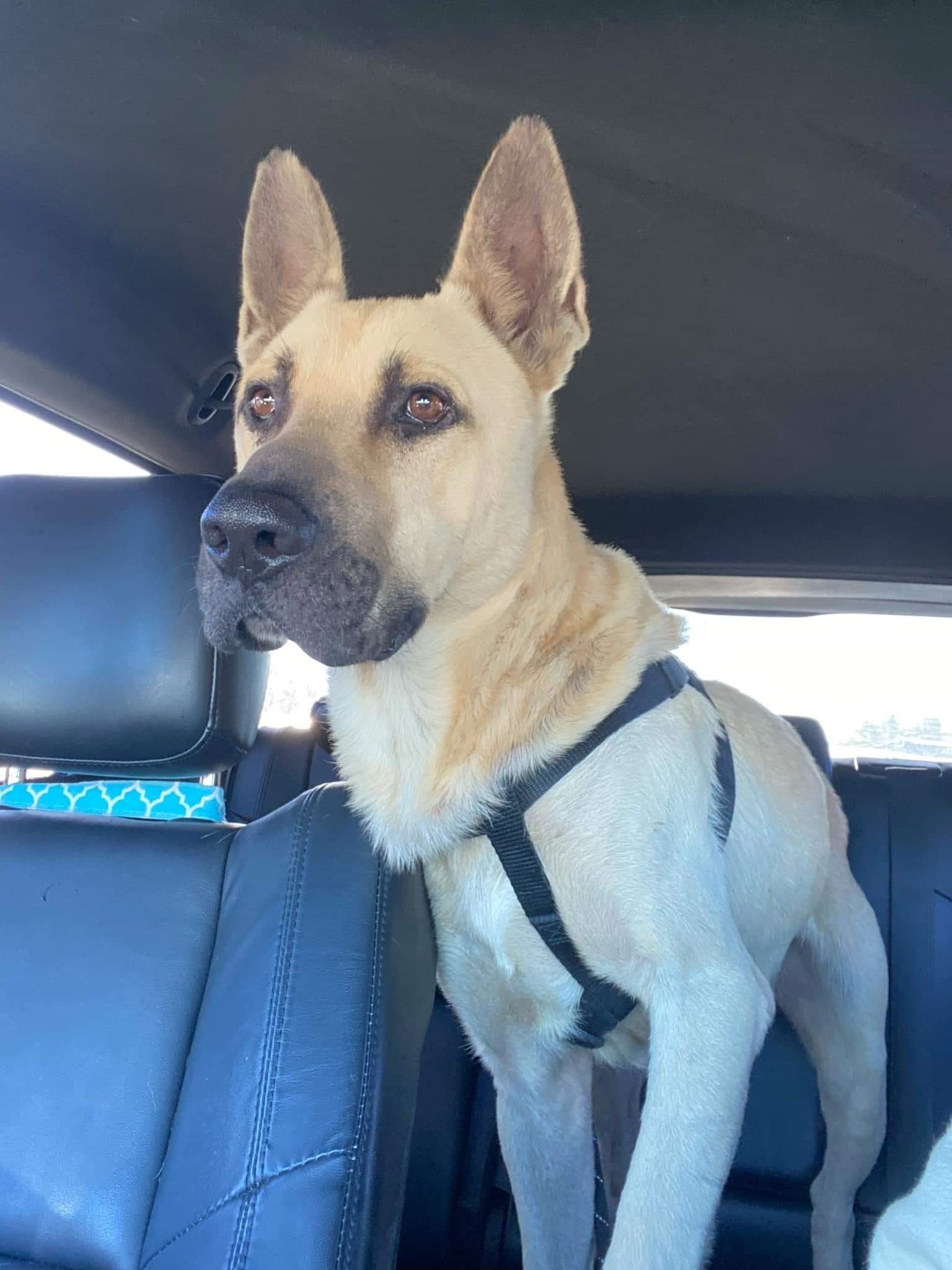 Captain, a Adoptable mixed breed in St. Anne, IL image 2/3