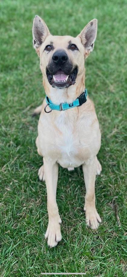 Enlarge Captain, a Adoptable mixed breed in St. Anne, IL image 4/5