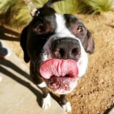 Enlarge Domino, a Adoptable Pit Bull Terrier in Lubbock, TX image 4/6