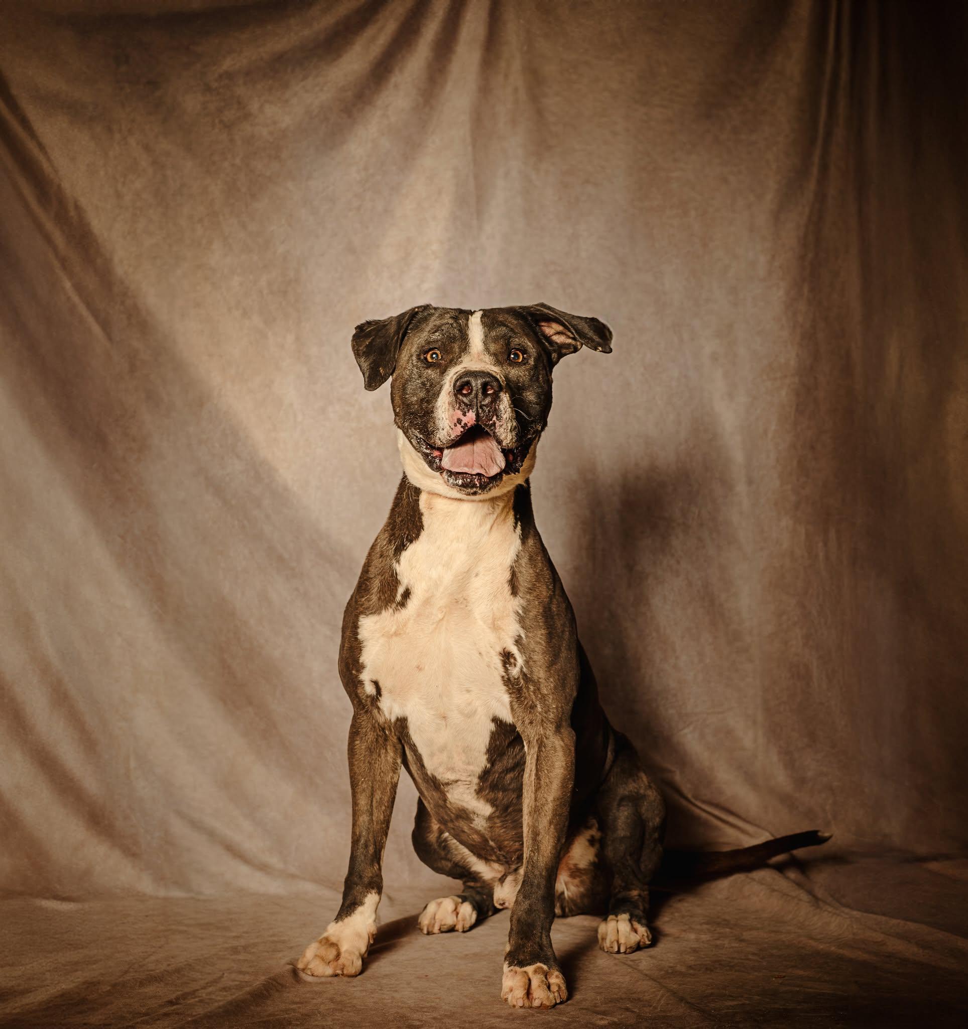 Enlarge Domino, a Adoptable Pit Bull Terrier in Lubbock, TX image 1/6