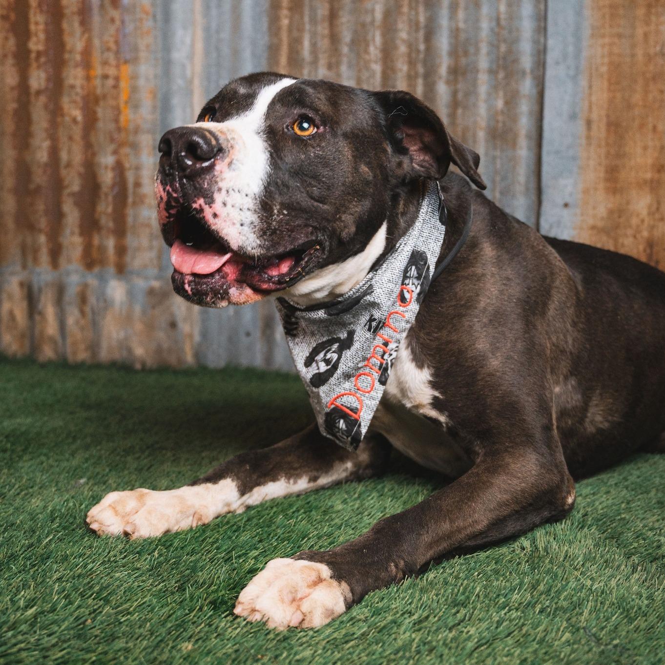 Enlarge Domino, a Adoptable Pit Bull Terrier in Lubbock, TX image 2/6