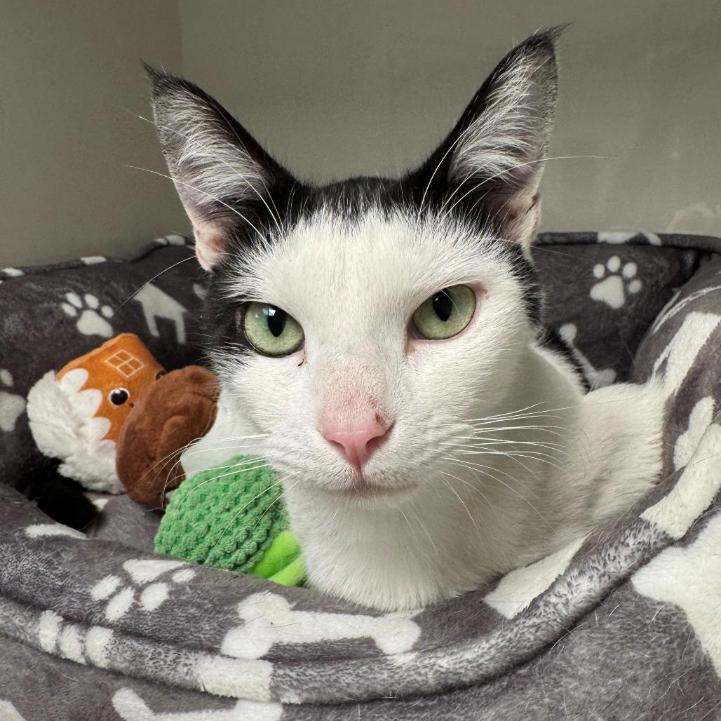 Enlarge Ophelia, a Adoptable Domestic Short Hair in East Hanover, NJ image 3/6
