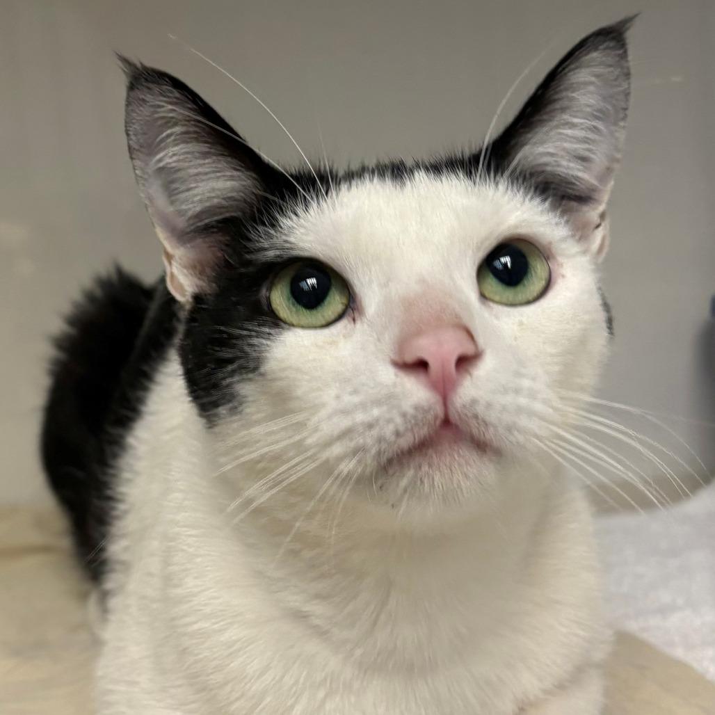 Enlarge Ophelia, a Adoptable Domestic Short Hair in East Hanover, NJ image 5/6