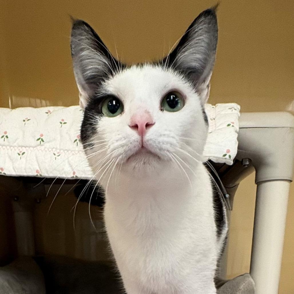 Enlarge Ophelia, a Adoptable Domestic Short Hair in East Hanover, NJ image 6/6