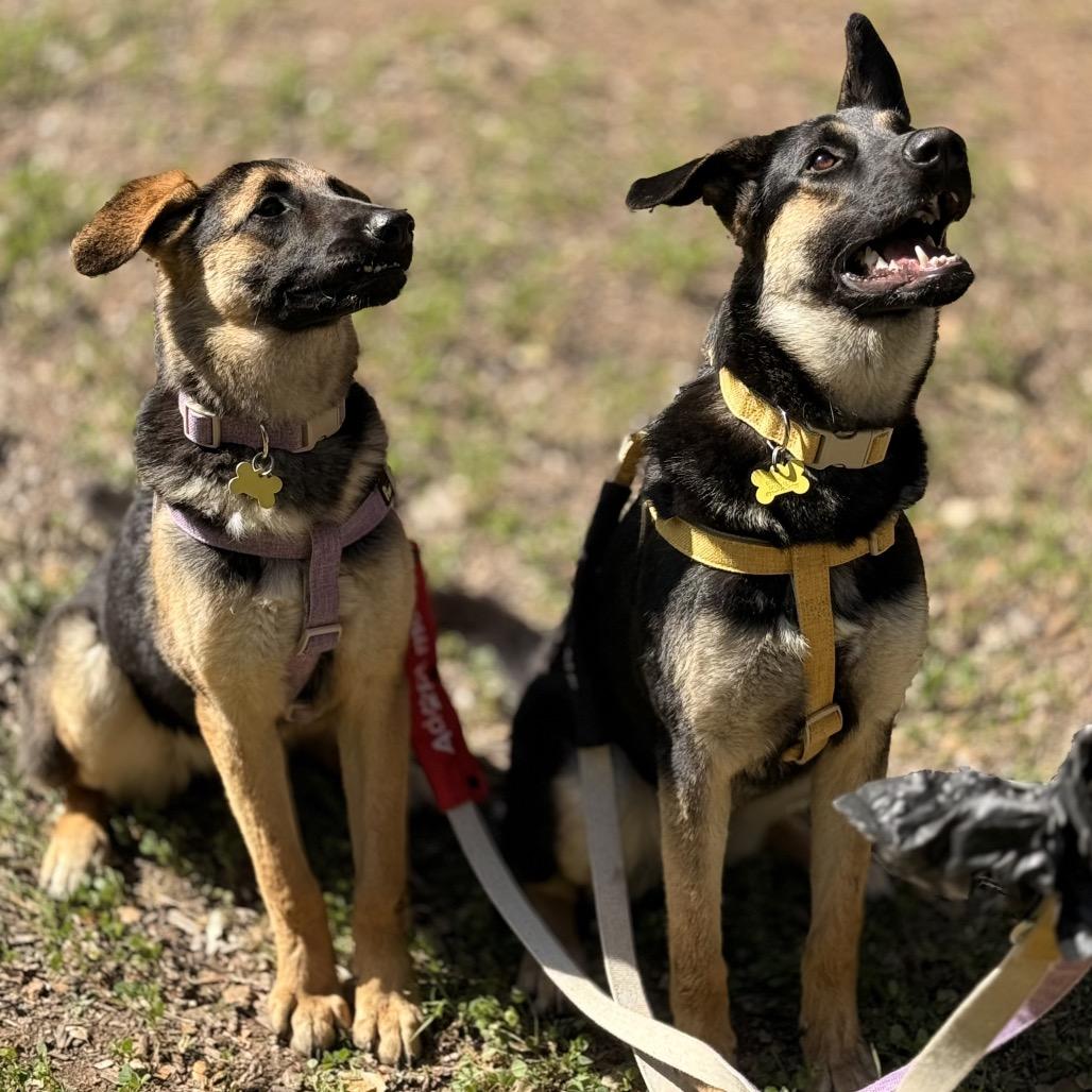 Venus, Adoptable, Young Female German Shepherd Dog & Mixed Breed.