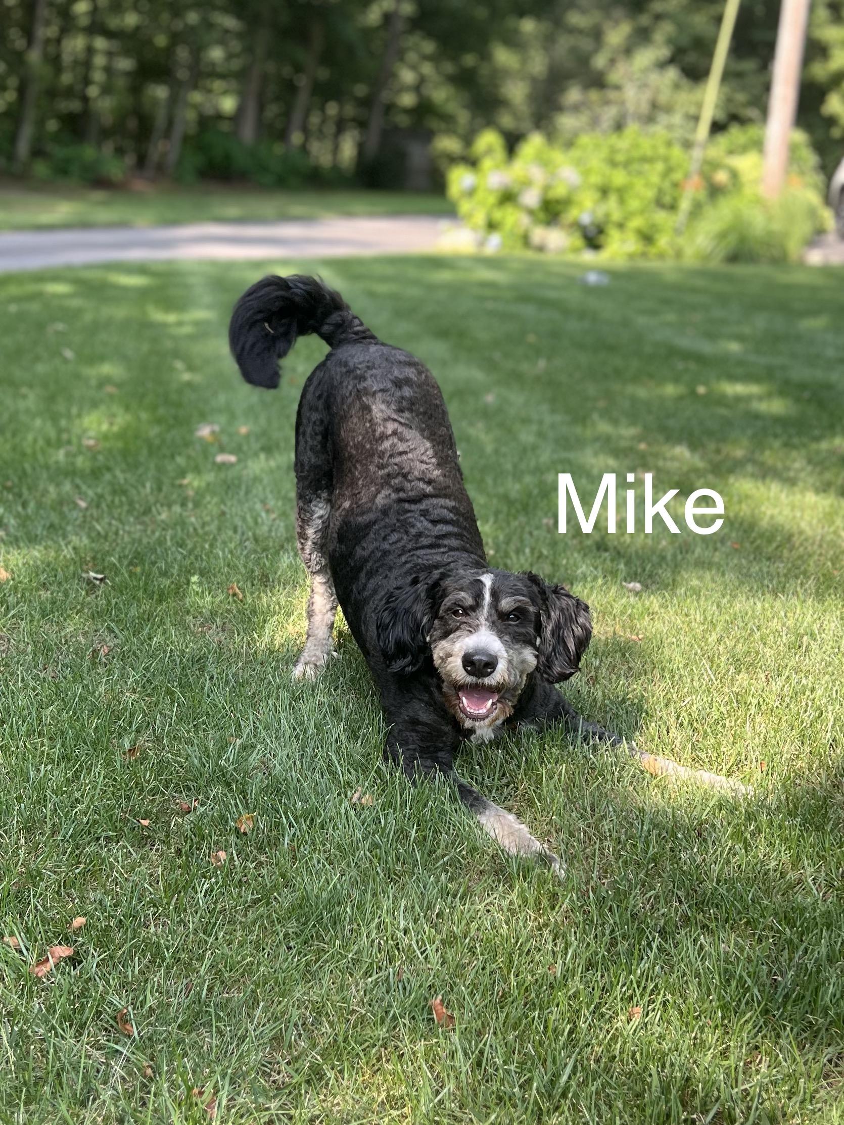 Mike & Miles - LOCAL, an adoptable Bernedoodle in Warwick, RI, 02886 | Photo Image 2
