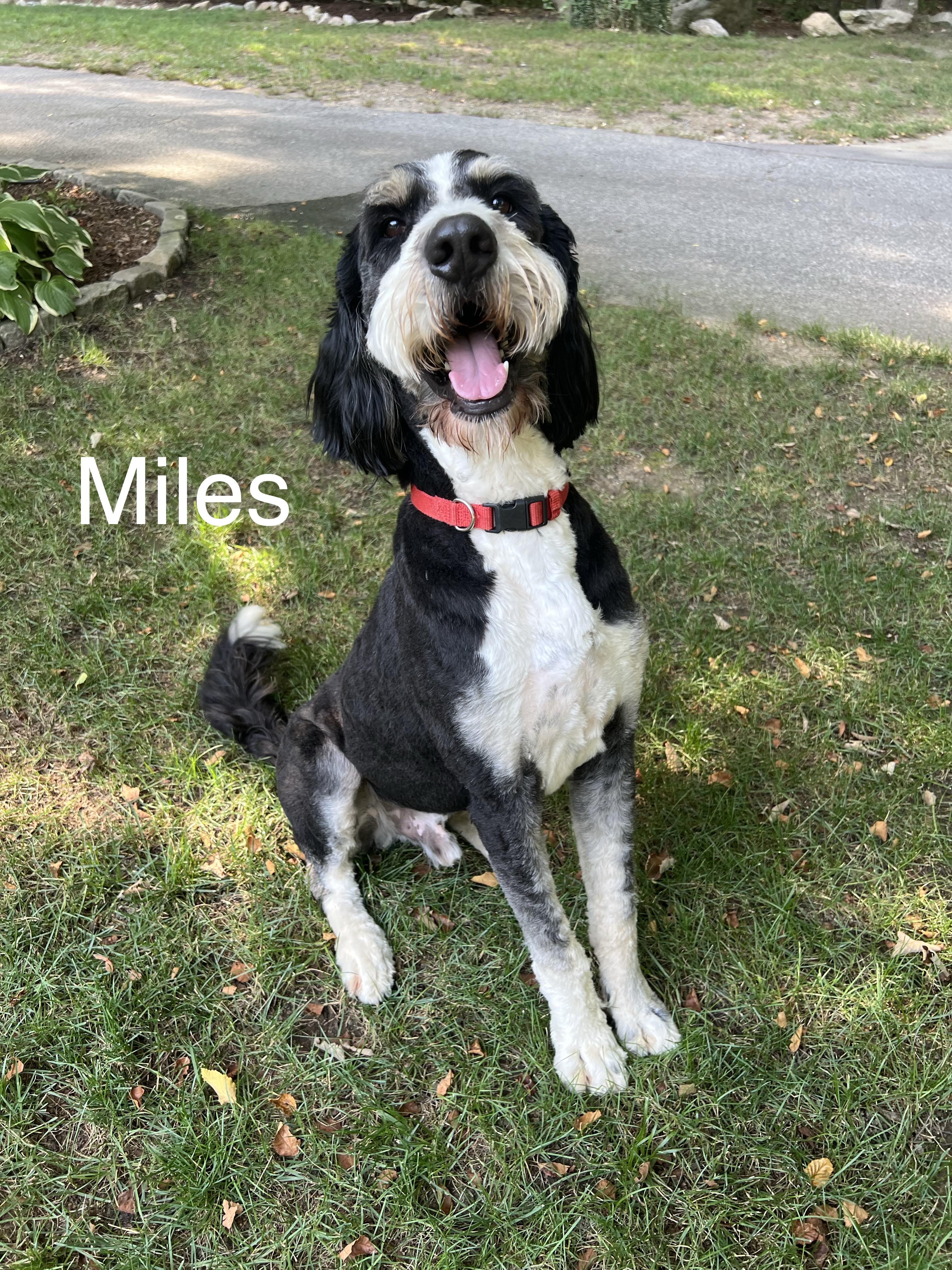 Mike & Miles - LOCAL, an adoptable Bernedoodle in Warwick, RI, 02886 | Photo Image 5