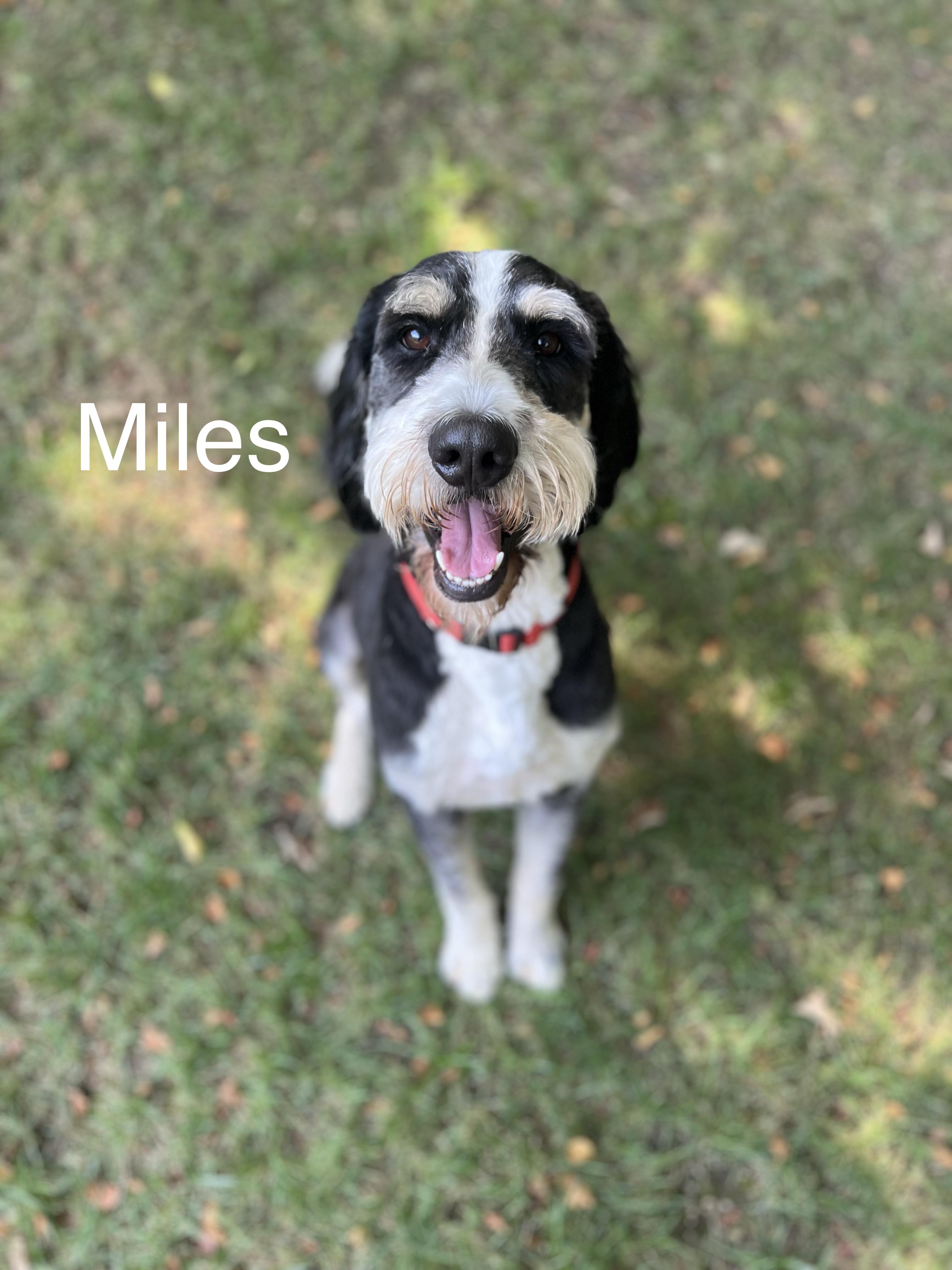 Mike & Miles - LOCAL, an adoptable Bernedoodle in Warwick, RI, 02886 | Photo Image 3