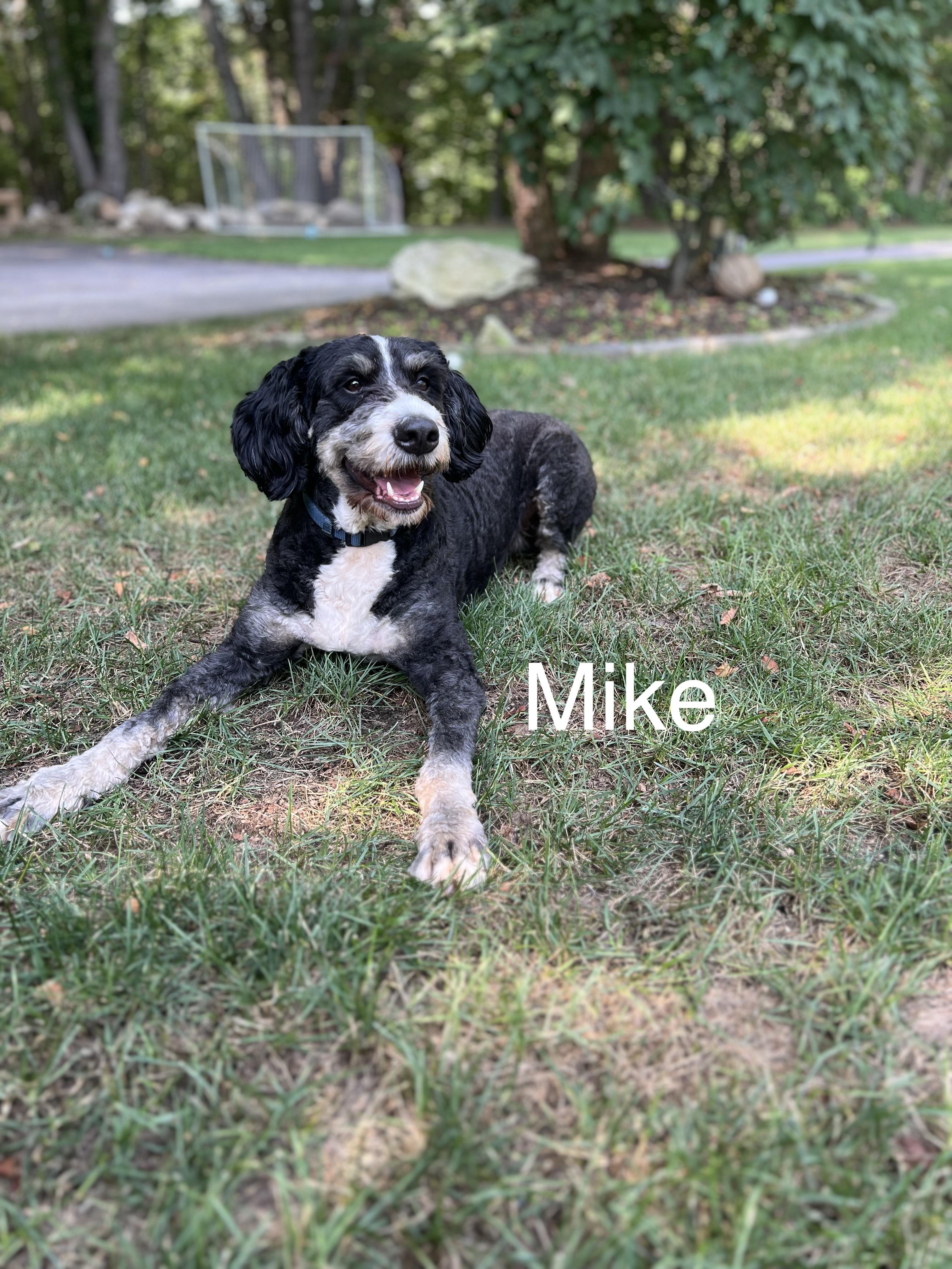 Mike & Miles - LOCAL, an adoptable Bernedoodle in Warwick, RI, 02886 | Photo Image 4