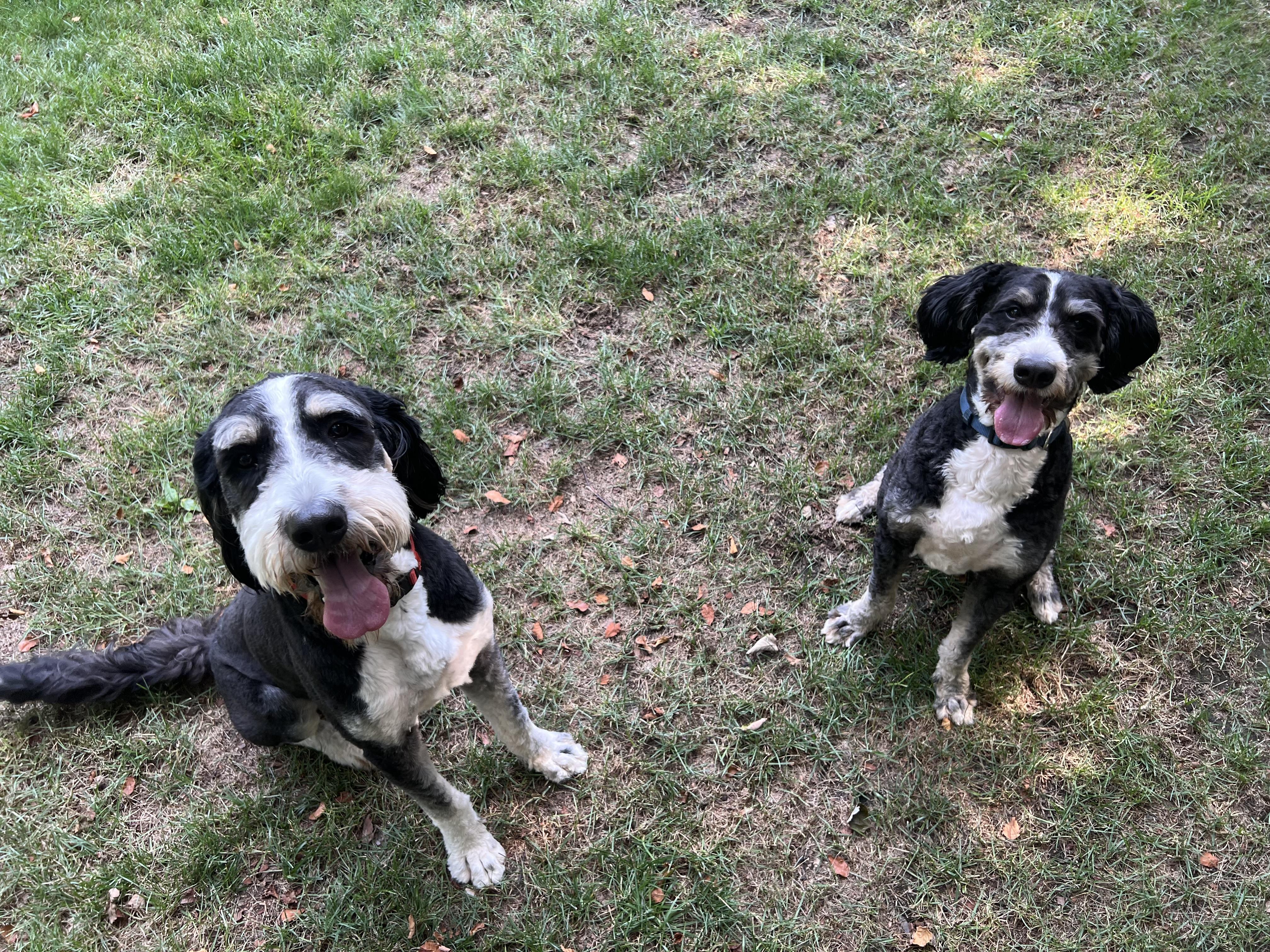 Mike & Miles - LOCAL, an adoptable Bernedoodle in Warwick, RI, 02886 | Photo Image 1