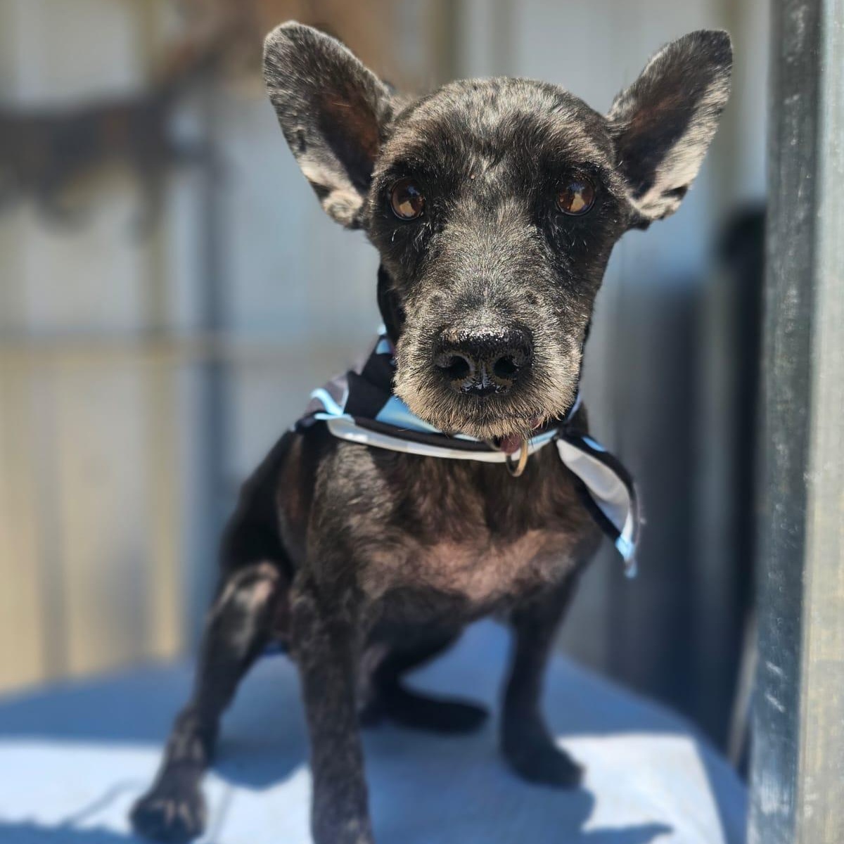 Buck, ADOPTABLE, Senior Male Cairn Terrier.