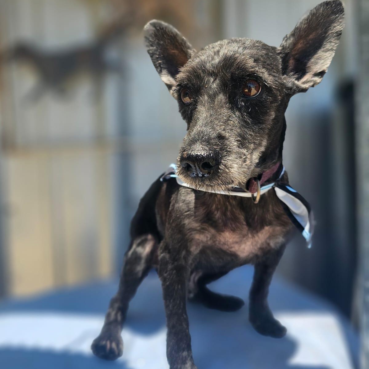 Enlarge Buck, a ADOPTABLE mixed breed in Annapolis, MD image 5/6