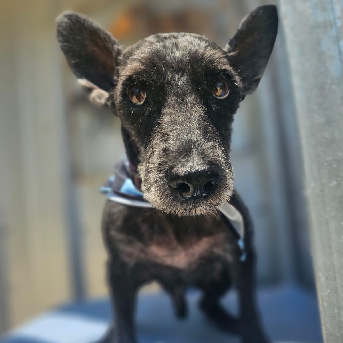 Enlarge Buck, a ADOPTABLE mixed breed in Annapolis, MD image 3/6