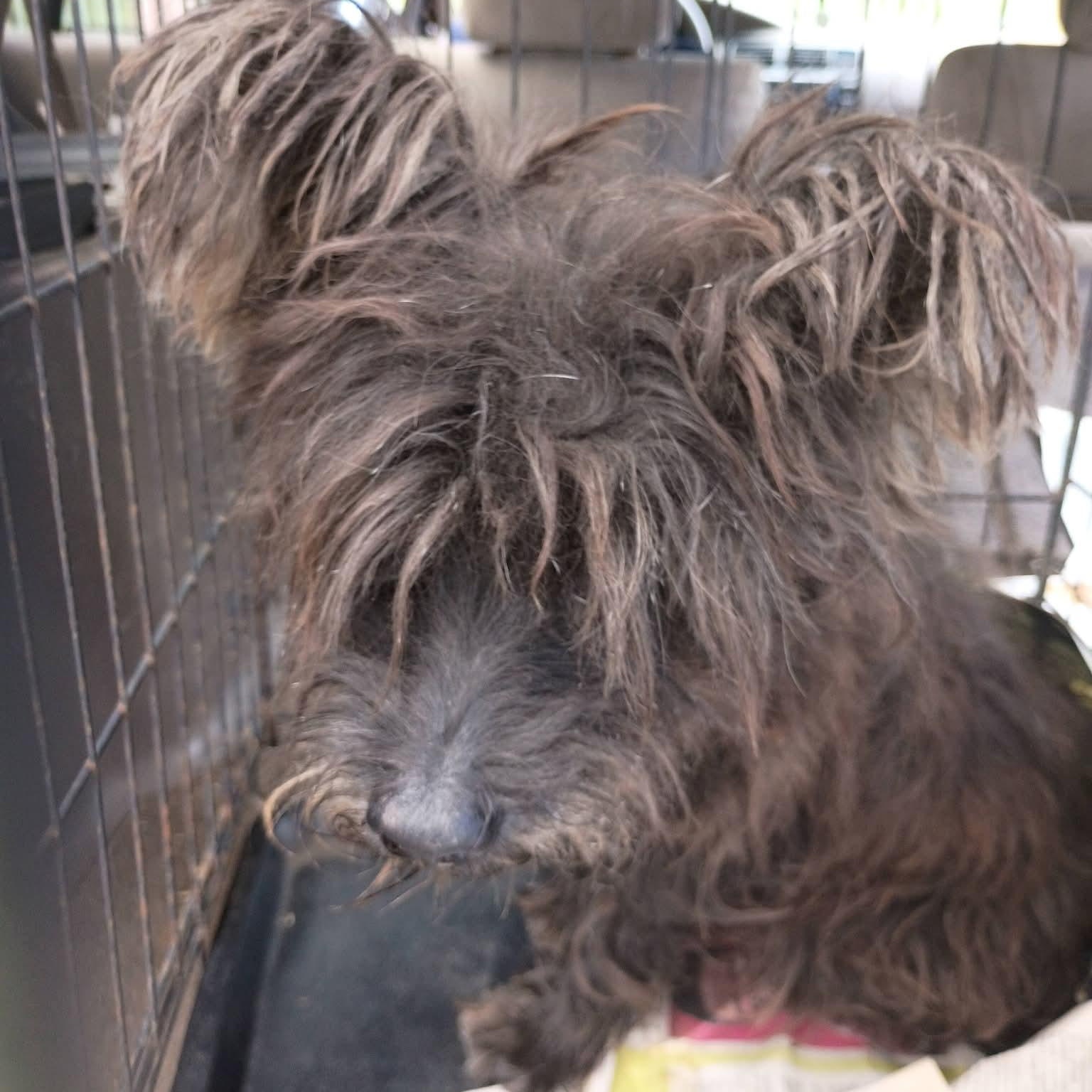 Enlarge Buck, a ADOPTABLE mixed breed in Annapolis, MD image 6/6