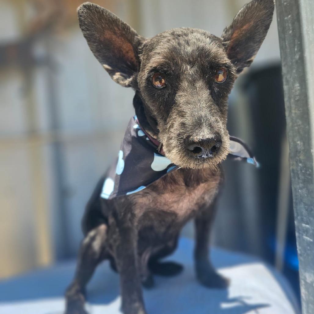 Enlarge Buck, a ADOPTABLE mixed breed in Annapolis, MD image 2/6