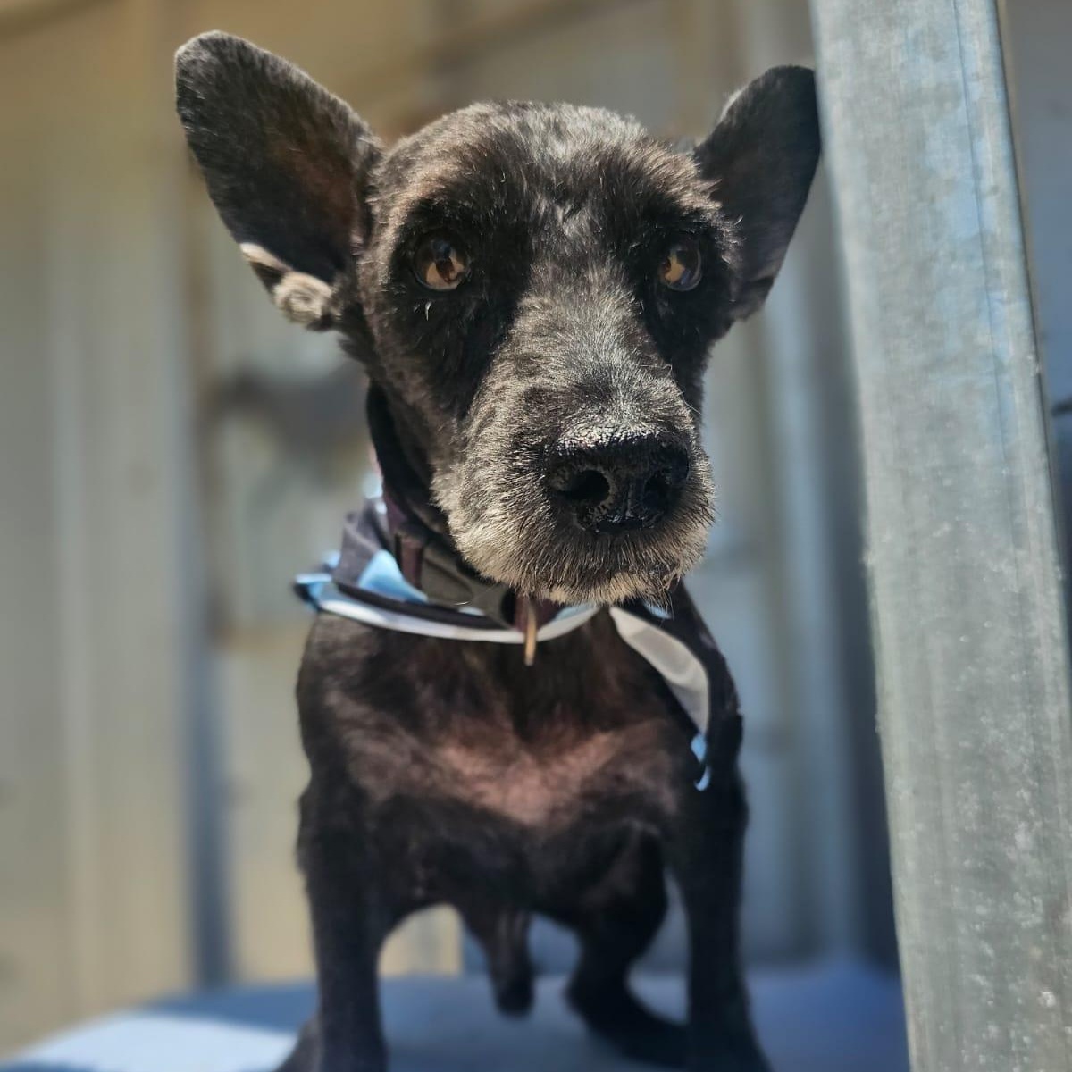 Enlarge Buck, a ADOPTABLE mixed breed in Annapolis, MD image 4/6