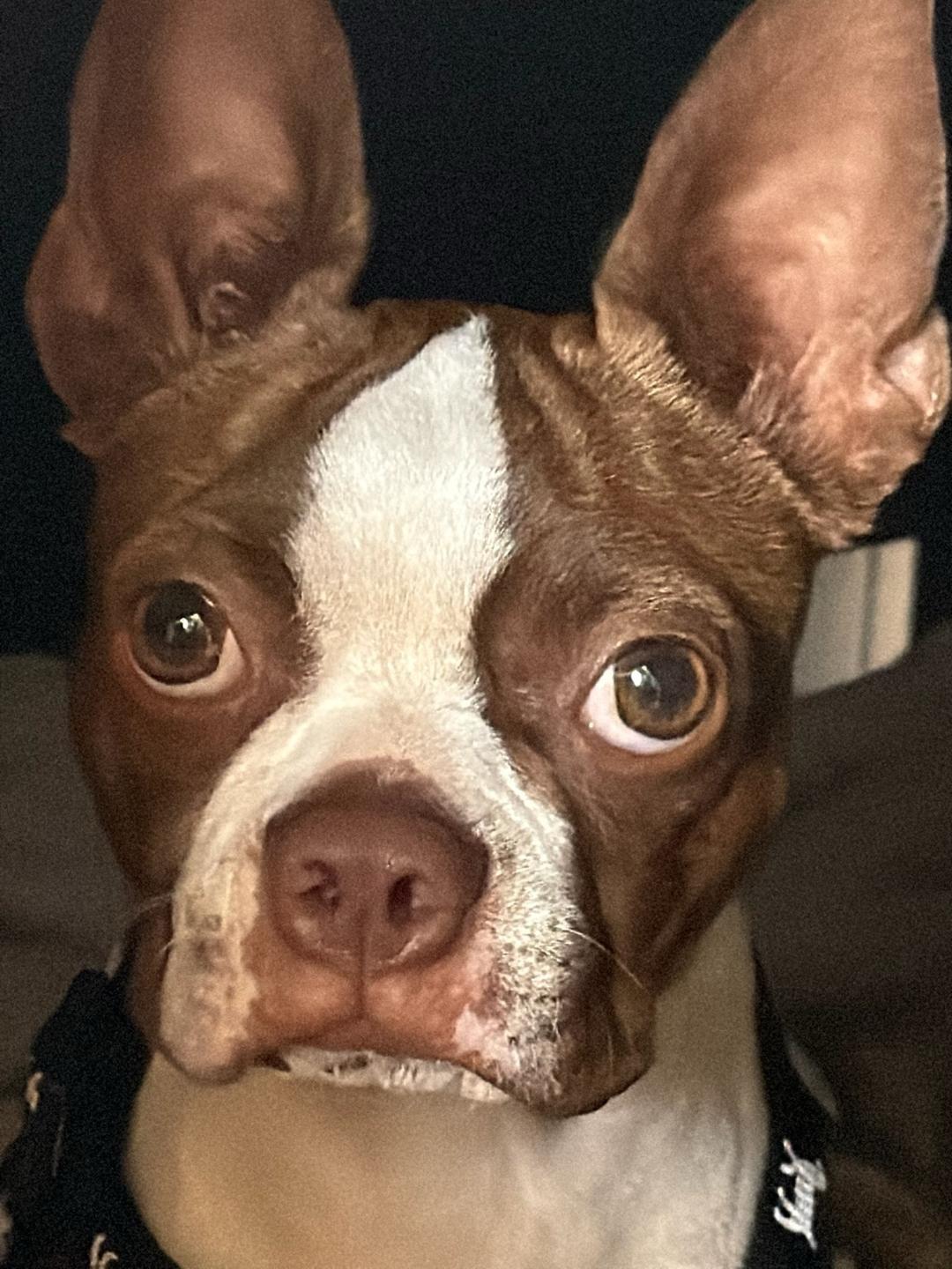 Enlarge Lassy - pending, a Adoptable Boston Terrier in Kansas City, MO image 4/4