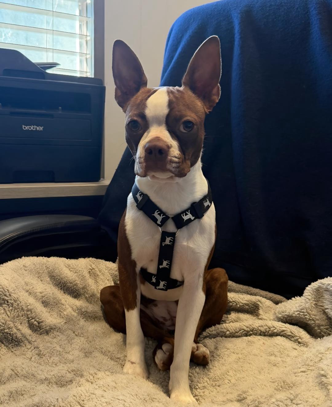 Enlarge Lassy - pending, a Adoptable Boston Terrier in Kansas City, MO image 2/4