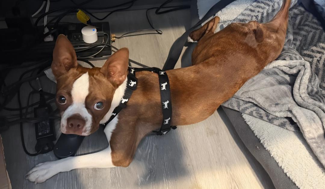 Enlarge Lassy - pending, a Adoptable Boston Terrier in Kansas City, MO image 3/4