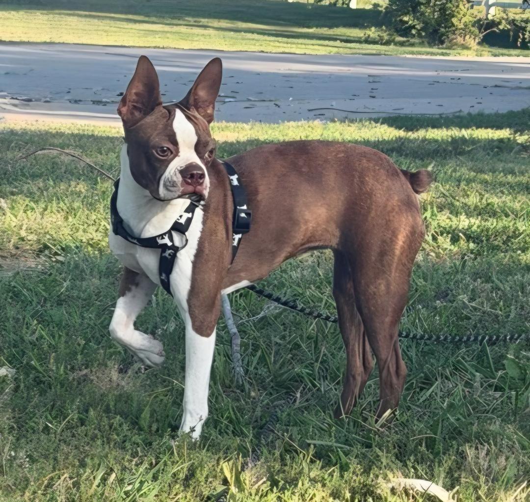 Lassy - pending, Adoptable, Puppy Female Boston Terrier.