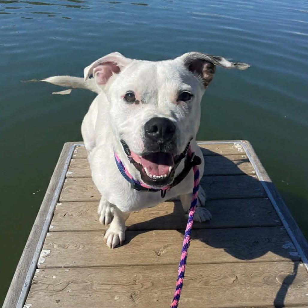 Hoss, Adoptable, Young Male Pit Bull Terrier & Boxer.