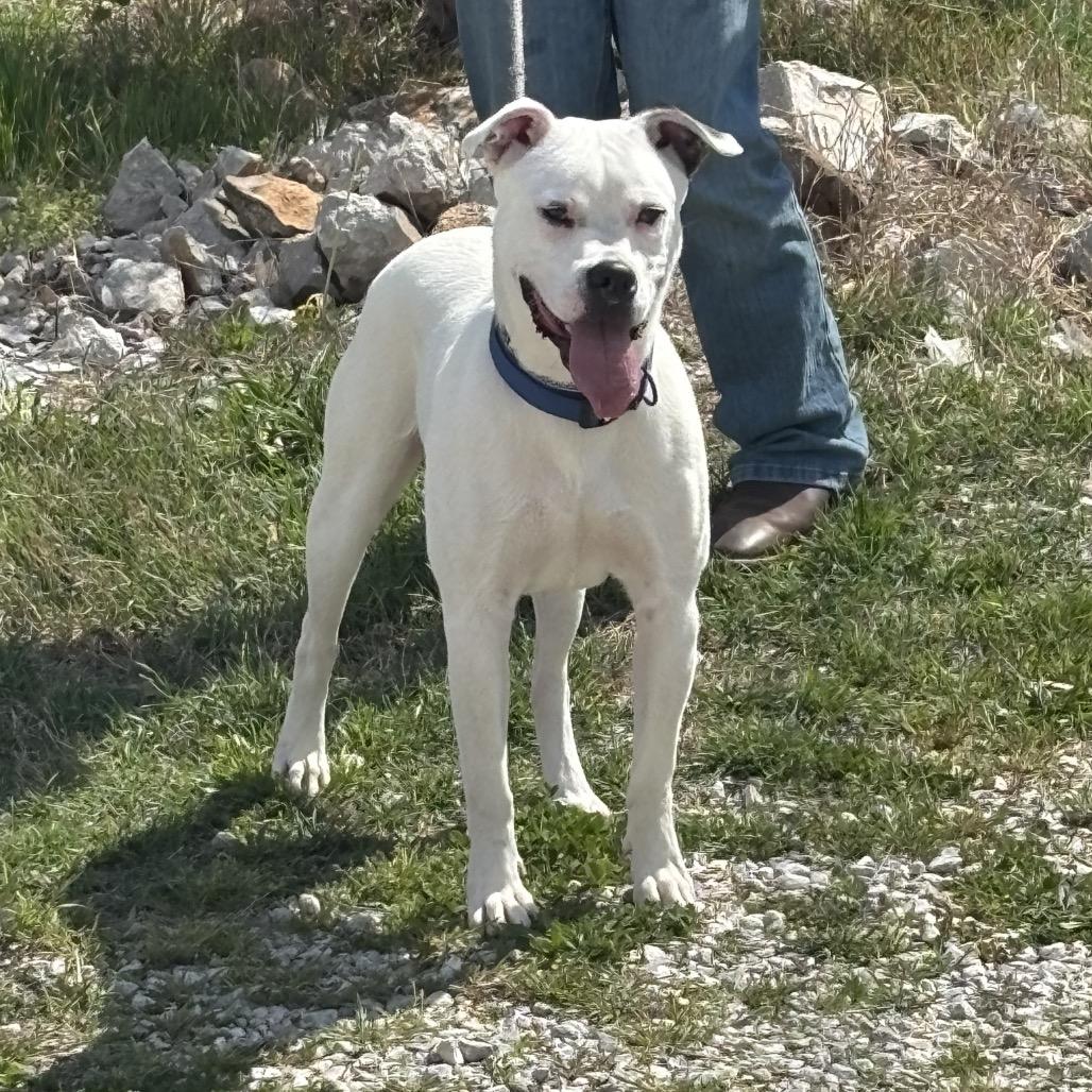 Enlarge Hoss, a Adoptable mixed breed in Springfield, MO image 2/6