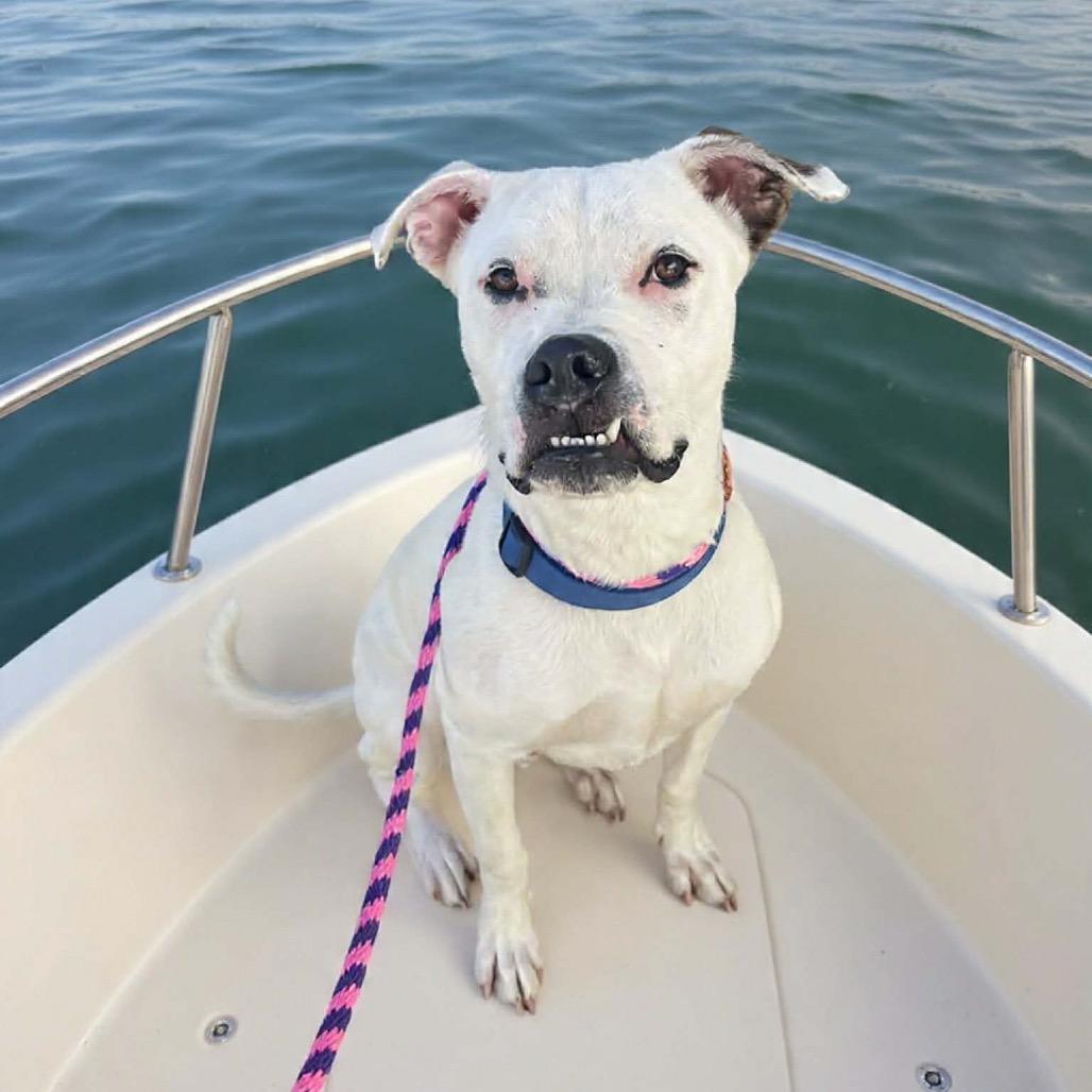 Enlarge Hoss, a Adoptable mixed breed in Springfield, MO image 4/6