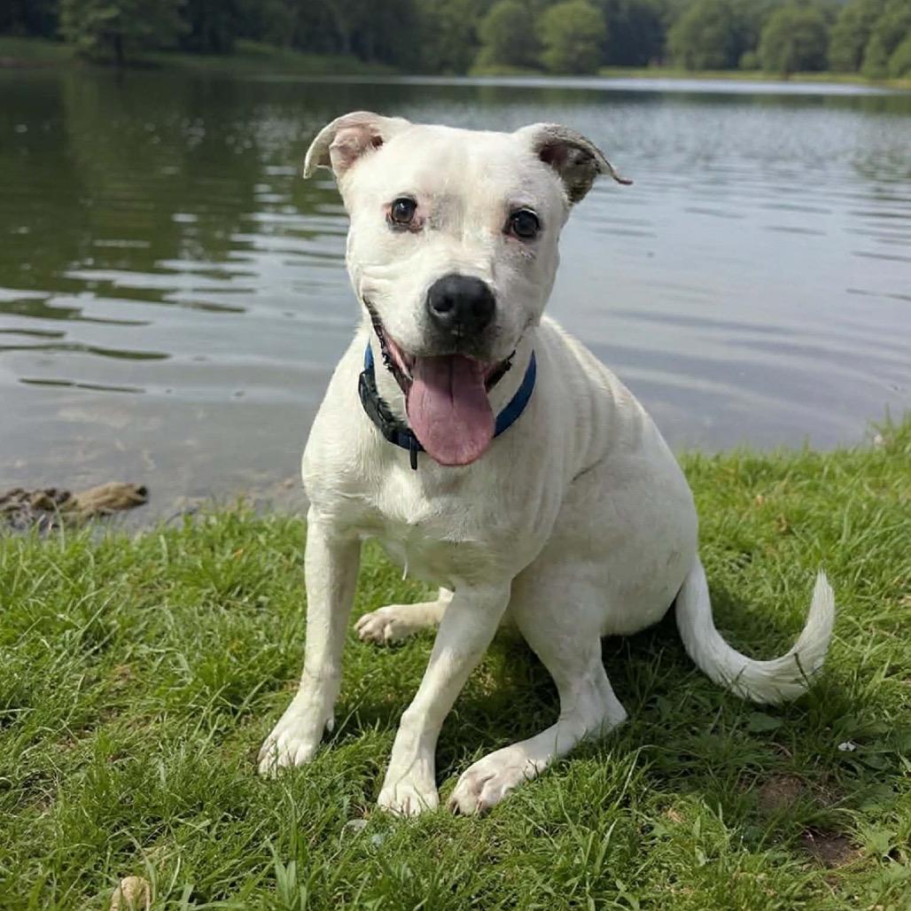 Enlarge Hoss, a Adoptable mixed breed in Springfield, MO image 5/6