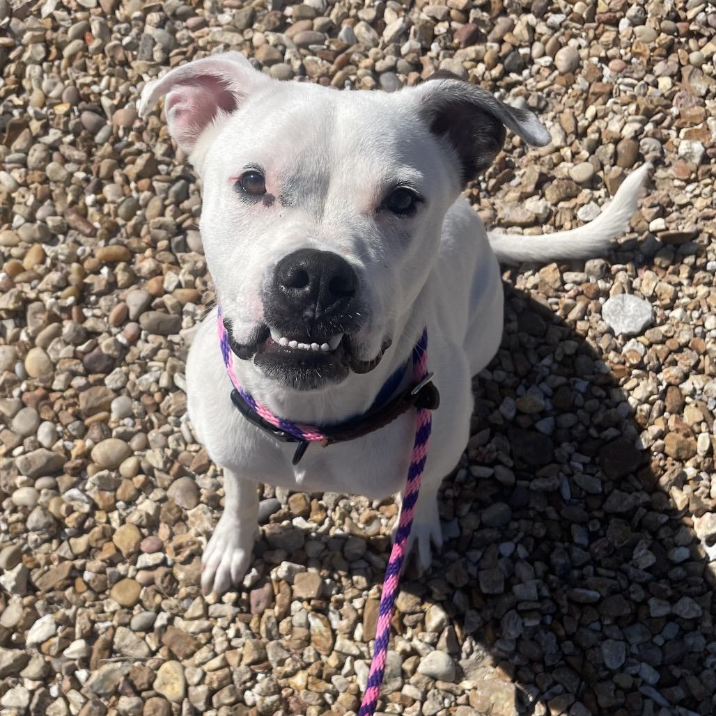 Enlarge Hoss, a Adoptable mixed breed in Springfield, MO image 6/6