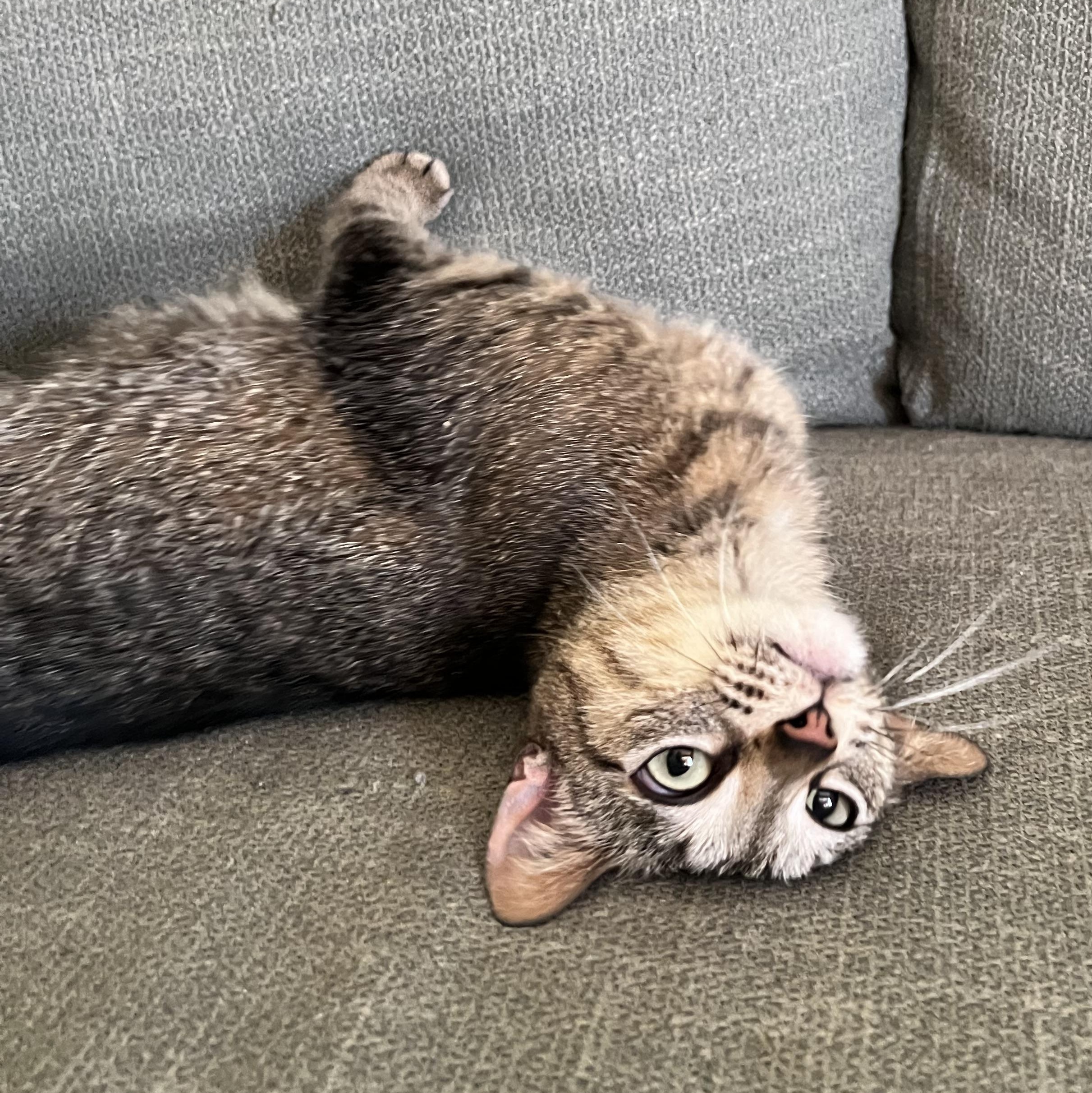 Hayley, ADOPTABLE, Adult Female Domestic Short Hair.