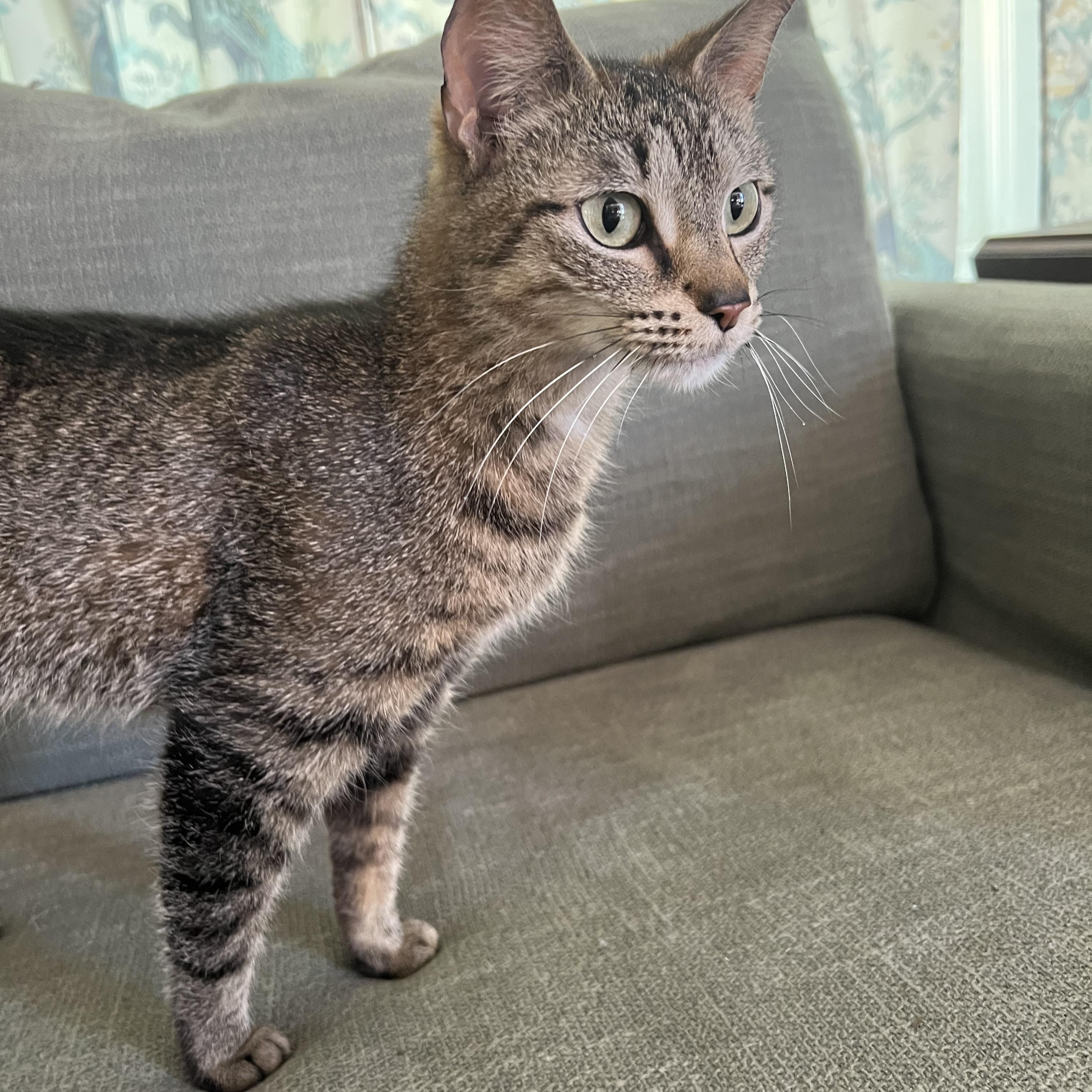 Enlarge Hayley, a ADOPTABLE Domestic Short Hair in Honeoye, NY image 2/2