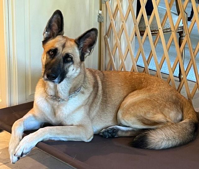 Timberly "Sadie" 6294, Adoptable, Adult Female German Shepherd Dog & Belgian Shepherd / Malinois.