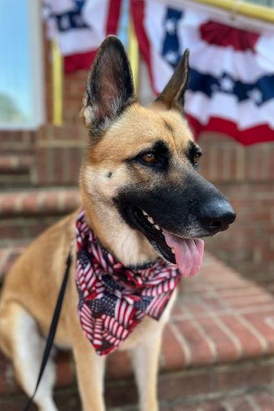 Timberly "Sadie" 6294, a Adoptable mixed breed in Centreville, VA image 2/3