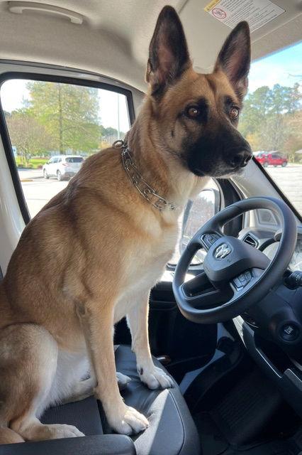 Timberly "Sadie" 6294, a Adoptable mixed breed in Centreville, VA image 3/3