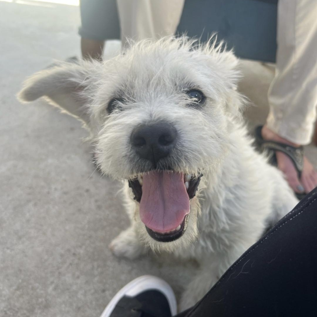 Charlie , a ADOPTABLE mixed breed in Hawthorne, CA image 2/2