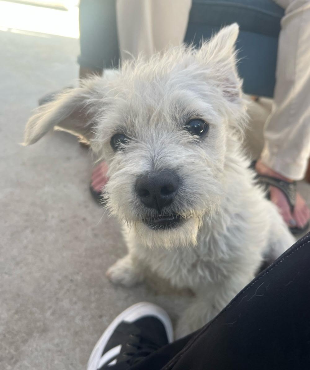 Charlie , a ADOPTABLE mixed breed in Hawthorne, CA image 1/2