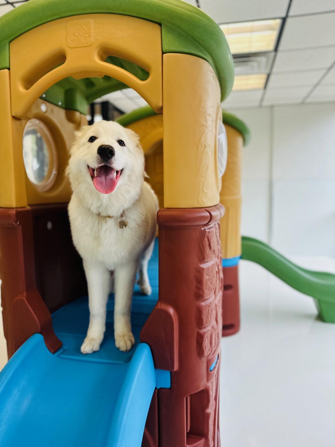 SNOW, ADOPTABLE, Adult Female Great Pyrenees & Alaskan Malamute.
